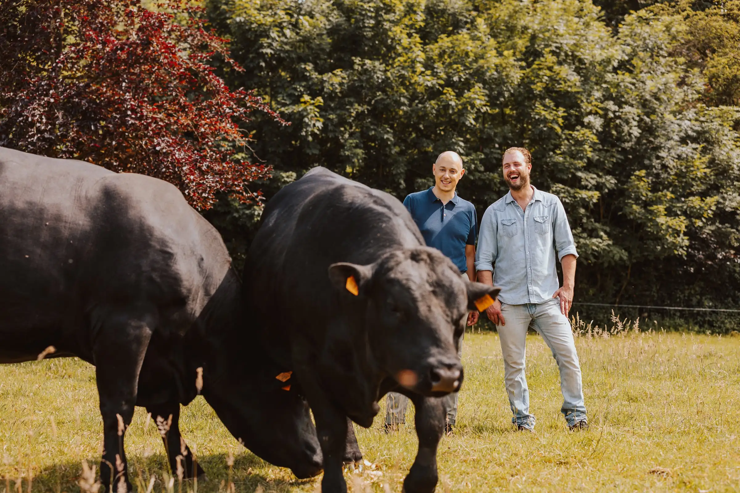 Ludovic Ghyselen en Arnaud Vandenbogaerde staan lachend in de weide, achter twee van hun Black Angus-runderen