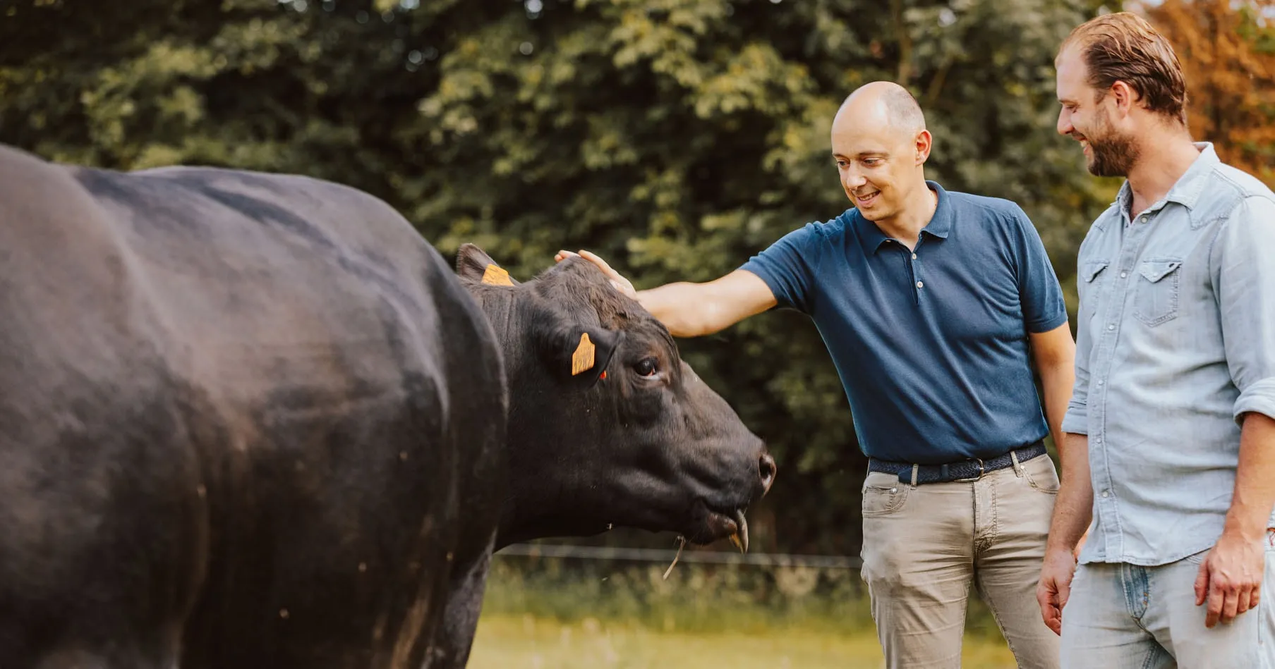 Arnaud Vandenbogaerde in een donkerblauwe polo aait een Black Angus-rund over de kop; Ludovic Ghyselen staat lachend naast hem