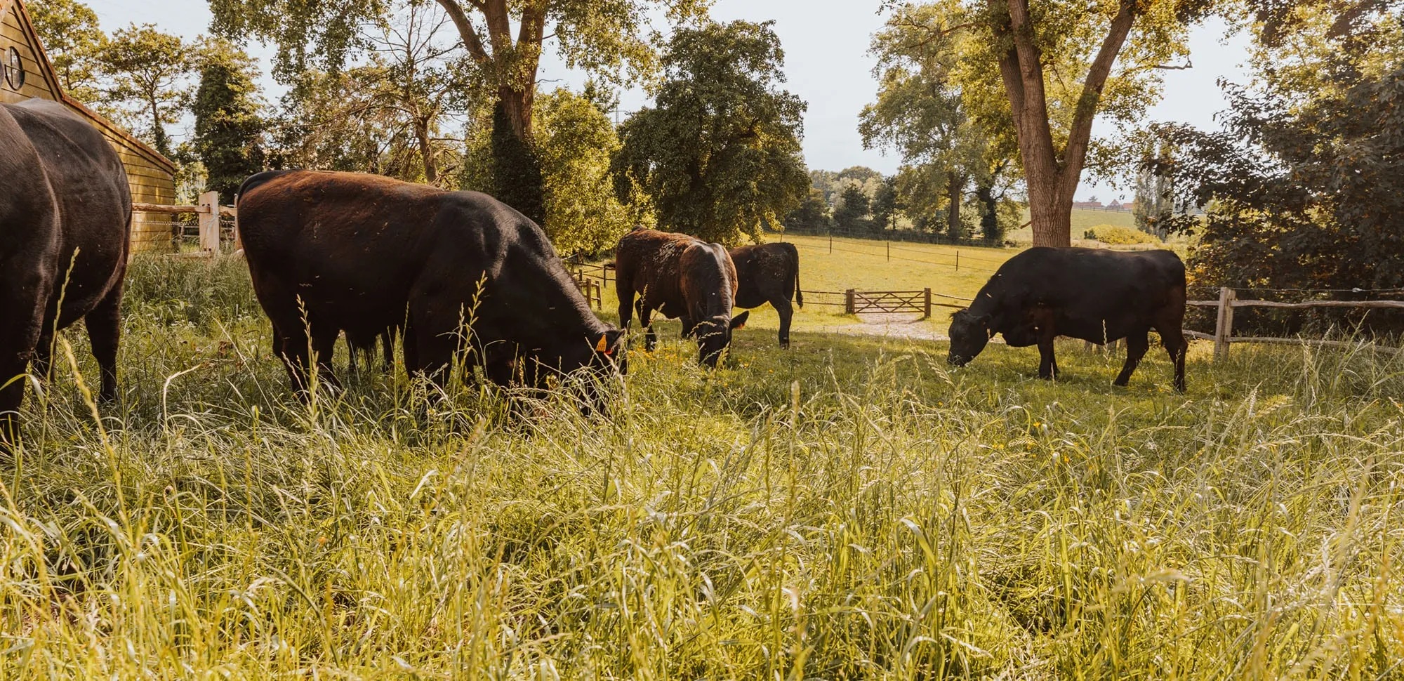 De kudde graast in het hoge gras van de weide, onder de bomen