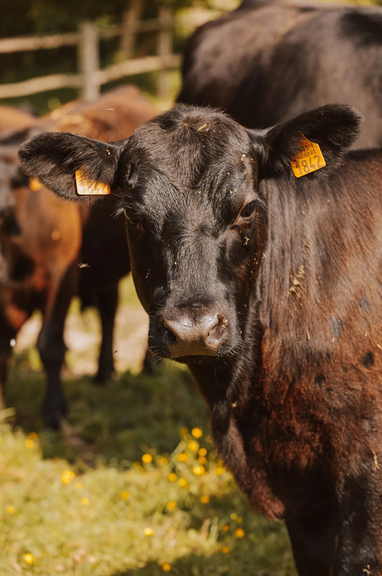 Een Black Angus-rund met een geel oormerk kijkt recht in de lens