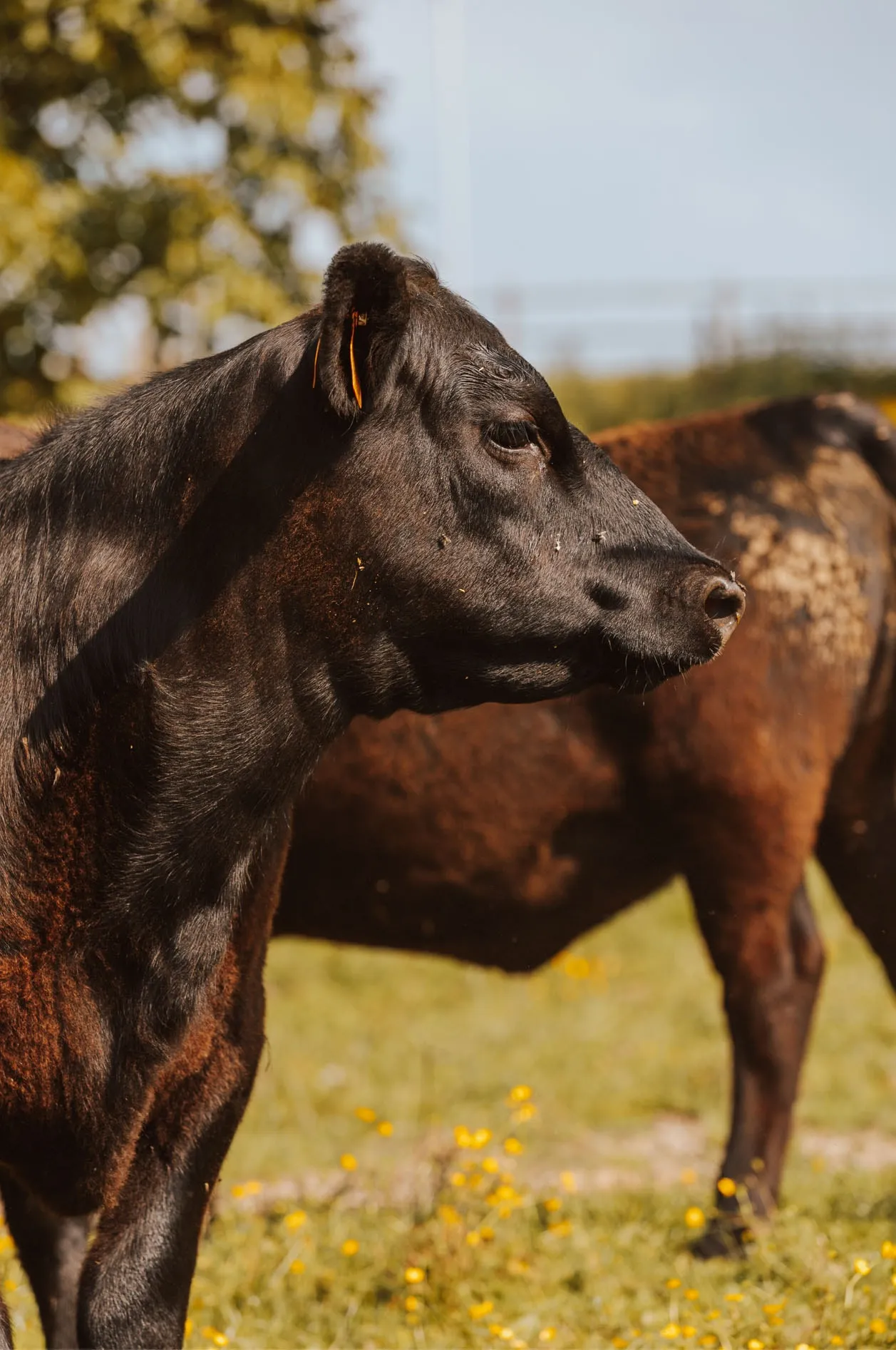 Een Black Angus-rund in profiel, tussen de andere dieren van de kudde in de weide