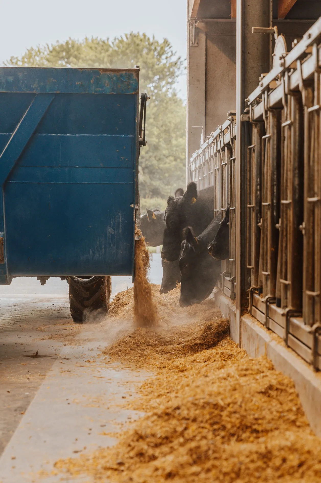 Black Angus-runderen steken hun kop door het voederhek van de stal, terwijl een blauwe voederwagen het voeder lost