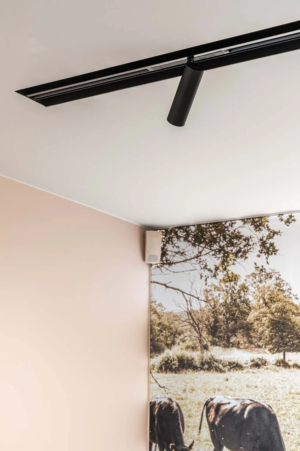 De wandfoto van de runderen in een hoek van de zaal, onder een zwarte spotrail